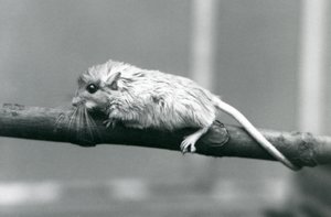 1927年にロンドン動物園の枝に沿って登るショーズジャード。 作： Frederick William Bond