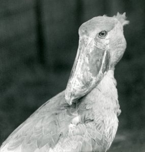 1926年7月、ロンドンの動物園でコウノトリを請求 作： Frederick William Bond