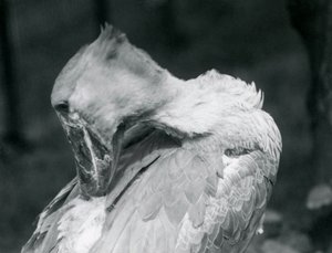 1926年にロンドン動物園で羽を修復しているハシビロコウ