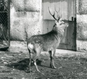 1927年8月にロンドン動物園で彼の囲いに立っているSikaJapaneseSpotted Stag 作： Frederick William Bond