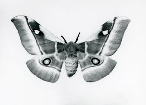 1930年以前のロンドン動物園に生息するカイコガ属ブナエアカフラリア 作： Frederick William Bond