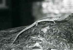 1929年、ロンドン動物園の丸太の上で休むスカンク（モノクロ写真 作： Frederick William Bond