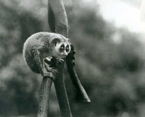 枝の上から見下ろす細身のロリス、ロンドン動物園、1926年8月 作： Frederick William Bond