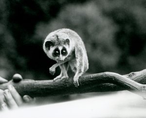 1926年8月にロンドン動物園で飼育員の手に保持されている枝の上から見下ろす細いロリス 作： Frederick William Bond