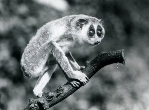 枝の上を歩く細いロリス、ロンドン動物園、1926年8月