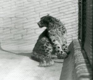 床に座っているユキヒョウ（ロンドン動物園 作： Frederick William Bond
