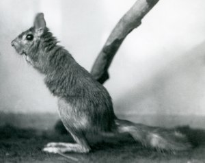 1925年12月、ロンドン動物園の囲いの枝のそばに座っている南アフリカ産のSpringhareCape Jumping Hare 作： Frederick William Bond