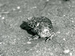 南アメリカのツノガエル、ロンドン動物園、1925年12月