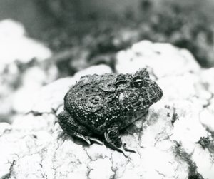 岩の上に座る南アメリカのツノガエル（ロンドン動物園、1928年8月）（モノクロ写真