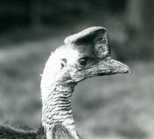1925年6月、ロンドン動物園でのヒクイドリ 作： Frederick William Bond