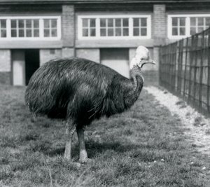 1925年6月、ロンドン動物園のヒクイドリ