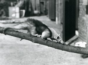ロンドン動物園で枝に沿って歩くミナミオオアリクイ／コロラドオオアリクイ／レッサーオオアリクイ 作： Frederick William Bond