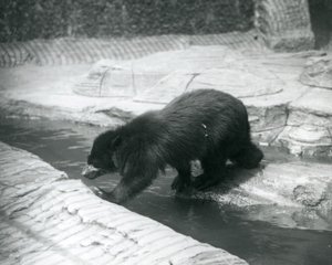 スペクタクルまたはアンデスのクマが1925年7月にロンドン動物園の囲い内で小川を横切ります 作： Frederick William Bond