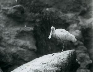 1927年9月にロンドン動物園の岩の上に立っているクロツラヘラサギ 作： Frederick William Bond