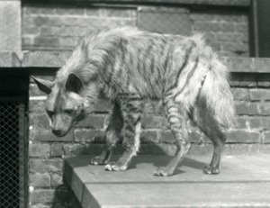 1925年6月、ロンドン動物園の囲いのプラットフォームに立っている縞模様のハイエナ 作： Frederick William Bond