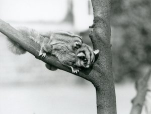 枝の上で赤ちゃんを背負っているシュガーグライダー（ロンドン動物園 作： Frederick William Bond