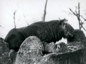 ロンドン動物園、1925年、岩の上で休んでいるタキン。牛シャモアまたはGnuヤギとも呼ばれます。 作： Frederick William Bond