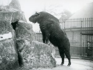 岩の上に前足をのせて直立するタキン（別名：キャトルシャモア、グヌヤギ）（ロンドン動物園 作： Frederick William Bond