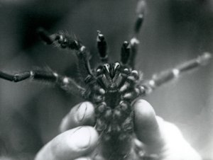 1925年10月にロンドン動物園で牙を下から見せるために開催されたタランチュラ 作： Frederick William Bond