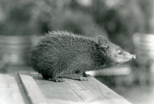 1929年、ロンドン動物園のテンレック（モノクロ写真 作： Frederick William Bond