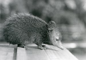 1929年、ロンドン動物園のテンレック（モノクロ写真 作： Frederick William Bond