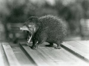 口を開けて広い開口部と鋭い歯を見せるテンレック（ロンドン動物園 作： Frederick William Bond