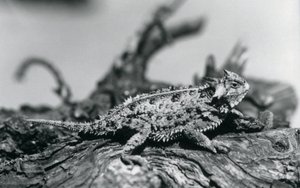 1928年9月、ロンドン動物園の丸太の上で休んでいるテキサスツノトカゲ/HornedToad/Horny Toad(モノクロ写真) 作： Frederick William Bond