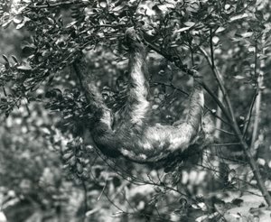 ロンドン動物園の緑豊かな枝からぶら下がっている3フタユビナマケモノ。 1920年8月。 作： Frederick William Bond