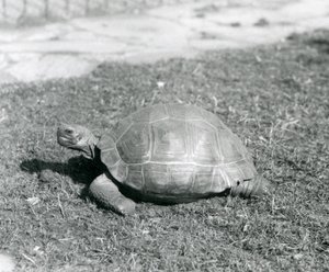 1926年、ロンドン動物園の草の上に立つカメ（モノクロ写真