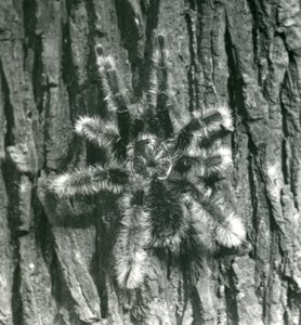 木の幹の樹皮にトリニダードシェブロンタランチュラ、ロンドン動物園、1926年10月 作： Frederick William Bond