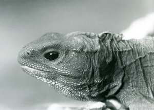 1928年、ロンドン動物園のトゥアタラ（モノクロ写真 作： Frederick William Bond
