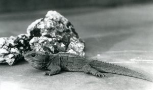 1928年、ロンドン動物園の岩の前に横たわるトゥアタラ（モノクロ写真