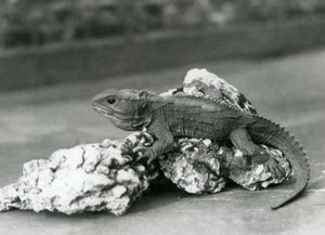1929年、ロンドン動物園の岩の上に横たわるトゥアタラ（モノクロ写真