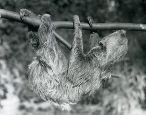 1927年にロンドンの動物園で切られた枝からぶら下がっているナマケモノ 作： Frederick William Bond