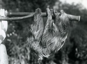 1925年にロンドン動物園で飼育員が飼っていた切り枝からぶら下がっているナマケモノ 作： Frederick William Bond