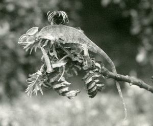 1924年6月、ロンドン動物園の緑豊かな枝の端にあるエボシまたはイエメンのカメレオン 作： Frederick William Bond