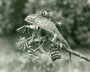1924年6月、ロンドン動物園の緑豊かな枝の端にあるエボシまたはイエメンのカメレオン 作： Frederick William Bond