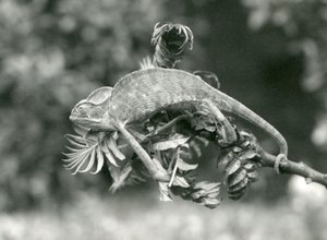 ベールに覆われた、またはイエメンのカメレオンは、その謎めいた尾を持つ葉の茂った枝の終わりまでつかまります、ロンドン動物園、1924年6月 作： Frederick William Bond
