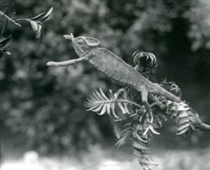 ベールに覆われたまたはイエメンのカメレオンが1つの緑豊かな枝に立って、別のロンドン動物園に向かって手を差し伸べる、1924年6月 作： Frederick William Bond