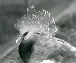 1927年9月にロンドン動物園で行われたビクトリア戴冠ハト 作： Frederick William Bond