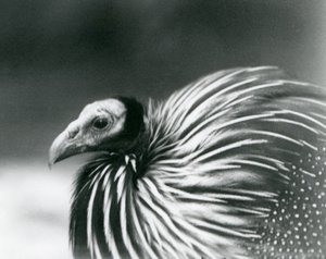 1927年にロンドン動物園で飼育されたギニアアヒル