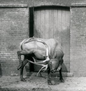 1927年9月にロンドン動物園の囲い地に立っているワピティエルクのクワガタ 作： Frederick William Bond
