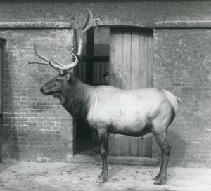 1927年9月にロンドン動物園の囲い地に立っているワピティエルクのクワガタ 作： Frederick William Bond