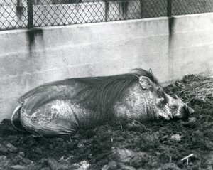 泥の中で眠るイボイノシシ（ロンドン動物園、1927年7月）（モノクロ写真 作： Frederick William Bond