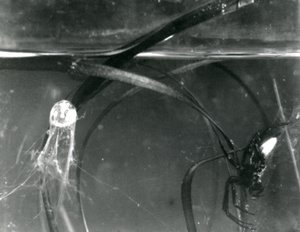 ウォータースパイダーとそのエアベルの水中、ロンドン動物園、1925年10月 作： Frederick William Bond