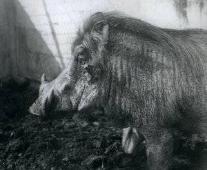 1927年にロンドン動物園で泥の中に立っているワトグ 作： Frederick William Bond