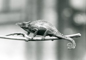 西ウサンバラ2角カメレオン、ロンドン動物園、1927 作： Frederick William Bond