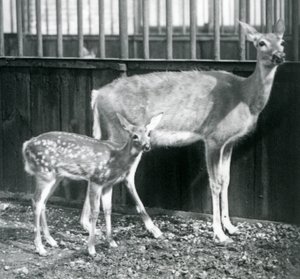 1927年8月にロンドン動物園で子鹿と一緒にいるオジロジカ 作： Frederick William Bond