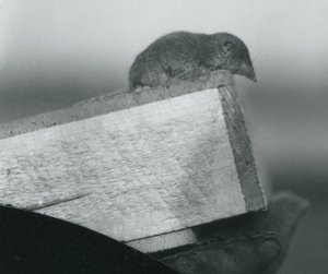 飼育員の手袋をはめた手で保持されている木製の箱の端を見下ろしている白い歯のハシバミ、1917年4月、ロンドン動物園 作： Frederick William Bond