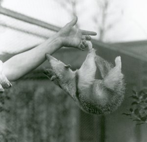 1925年4月、ロンドン動物園の飼育係の腕をつかむために、そのつかまりやすい尾でその飼育係の指にぶら下がっている若い首輪付きタマンドゥア 作： Frederick William Bond